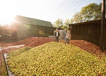 Somerset Cider Brandy Company and Burrow Hill Cider