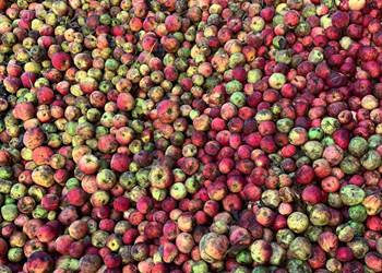 Bridge Farm Cider