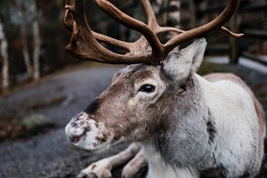 Somerset Reindeer Ranch Magical Christmas Experience