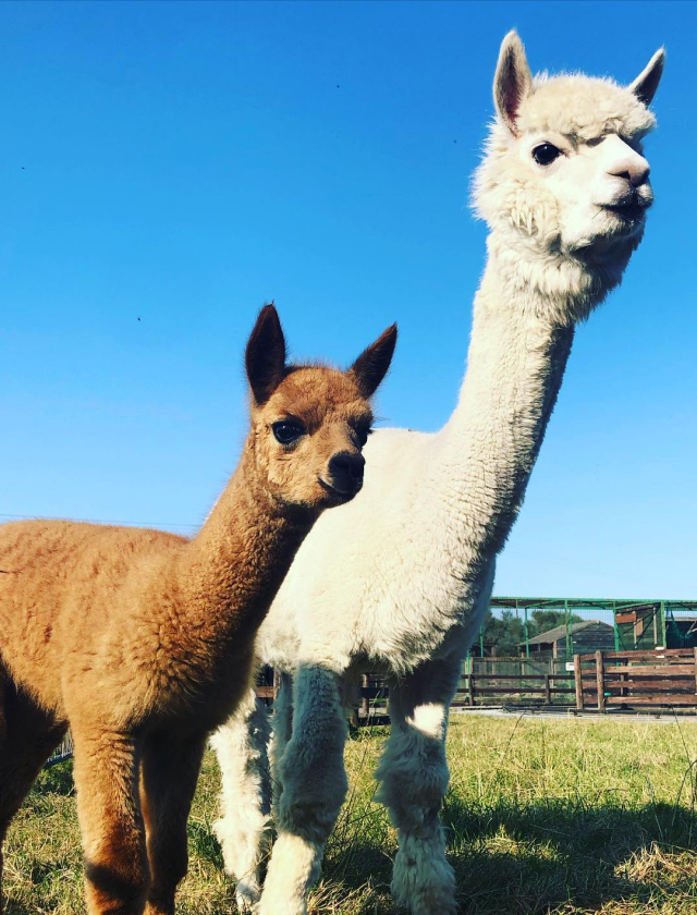Animal Farm Family Theme Park - Southfork Caravan Park - SuperUser Account Animal Farm Family Theme Park - Southfork Caravan Park - SuperUser Account