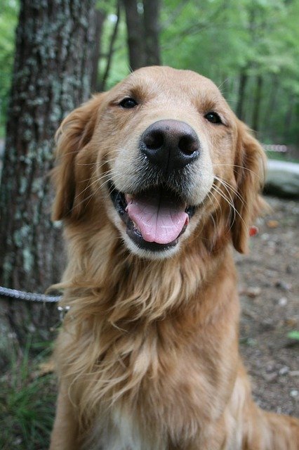 Camping with your four-legged friend...