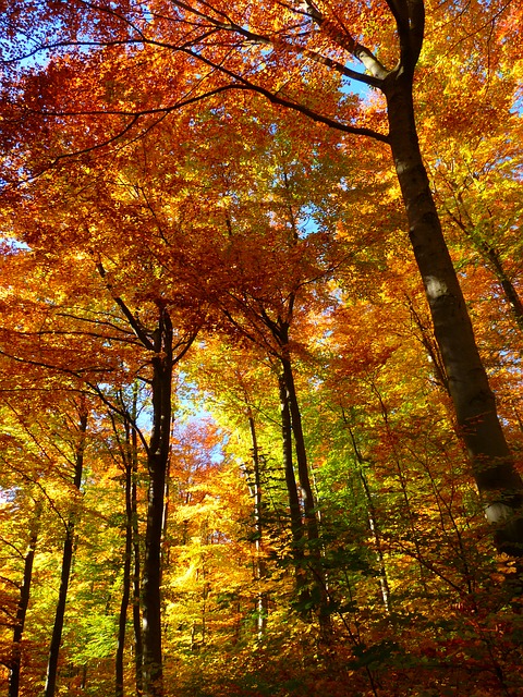Autumn Camping in Somerset